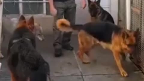 A dog attacks a wolf.