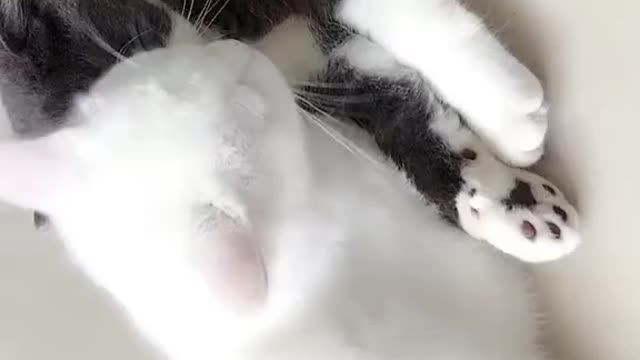 It's my pet, but it's also my friend