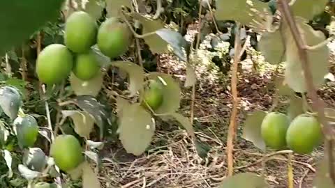 Apple Ber, Ber plant
