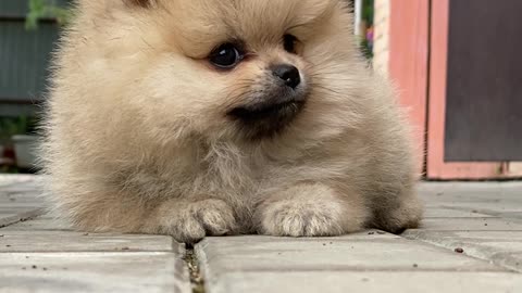 Puppy Laying on the Floor