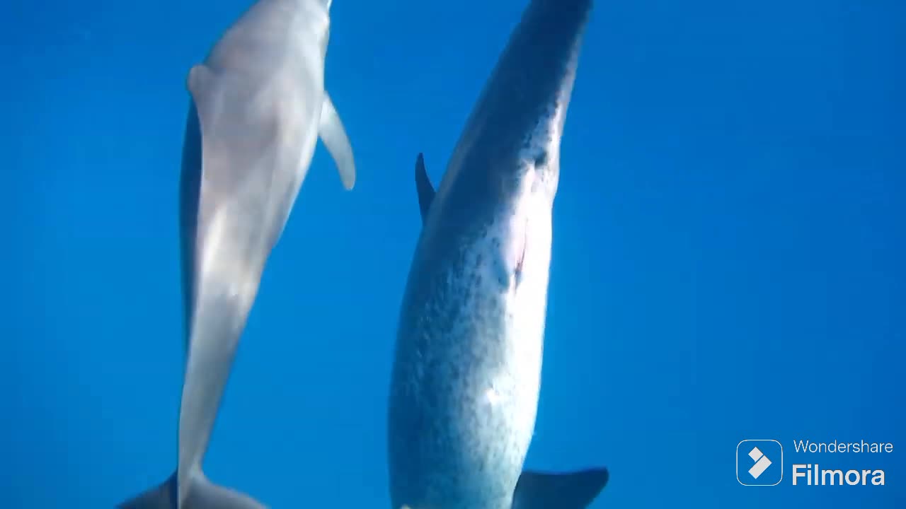 Dolphins making love dolphins matting dolphins copulating