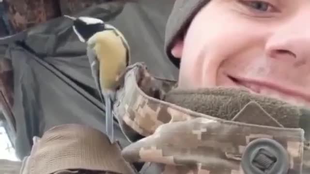 Ukrainian Soldier Makes Wild Bird Friend