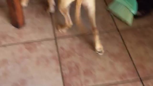 Dog gets in trouble and hides under sister