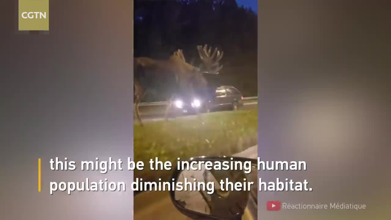 Don’t 'moose' around: Clip of moose walking down road in Alaska gets 1.5mln,fun,funny