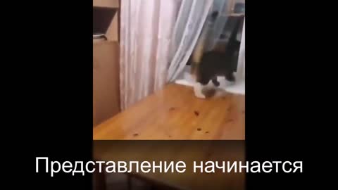 Video about cats. Funny cats