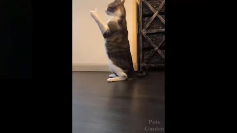 So.. Funny cat playing