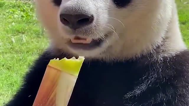 Cute pandas