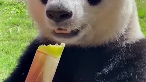 Cute pandas