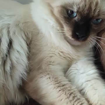 Estella is moody: My cat want a new bf