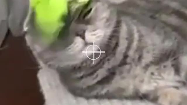 cat and best friends bird #shirts tiktok #20 (1)