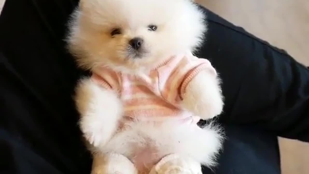 Cute and funny animals