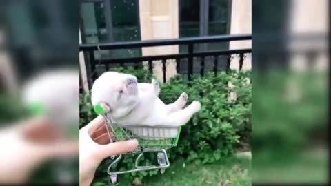 Baby Dogs In The Cart - Cute and Funny Dog Video🥰🥰😍