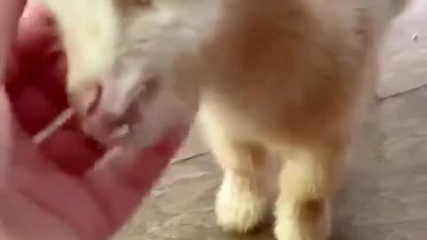 Very Cute Baby Goat #shorts #shortvideo #video #virals #videoviral