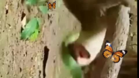 Wild Animals Fighting Video/Wild Animals Fighting Moments