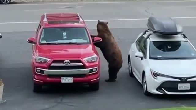 The bear urgently needs a car