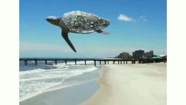 You may have seen a flying turtle