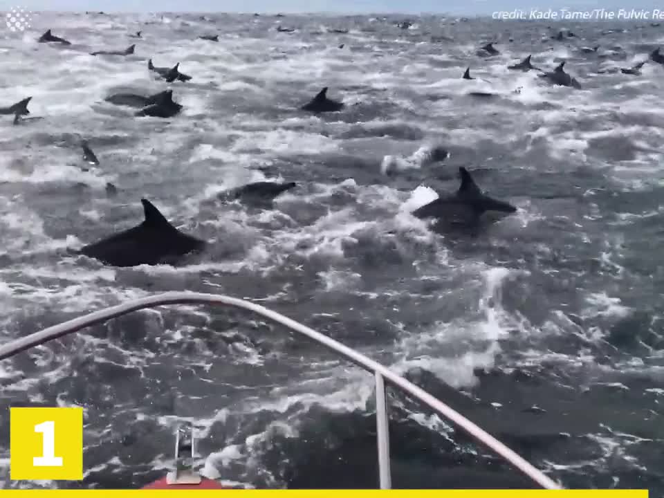 Top 30 best viral moments captured!