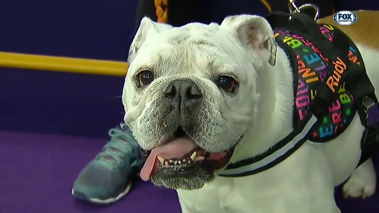 Watch Rudy the Bulldog crush the Masters Agility course