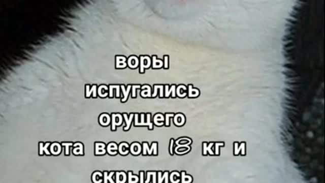 Пушистые герои))) Furry heroes!!!)))