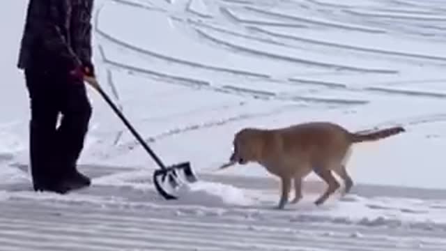 Funny dogs love snow😂