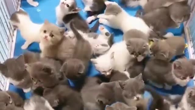 Wow, I finally have a group of kittens