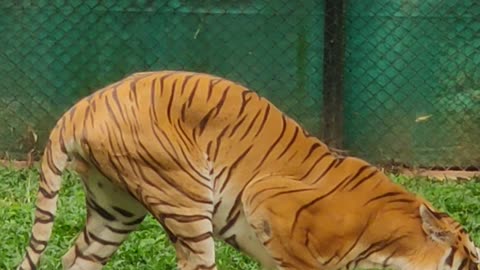 Indian country Tiger's from zoo