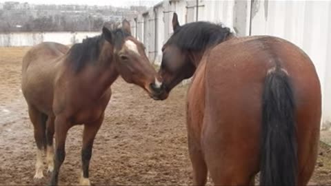 horses have emotions