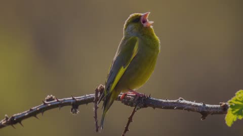 The Greenfinch: Close Up HD Footage (Chloris chloris)