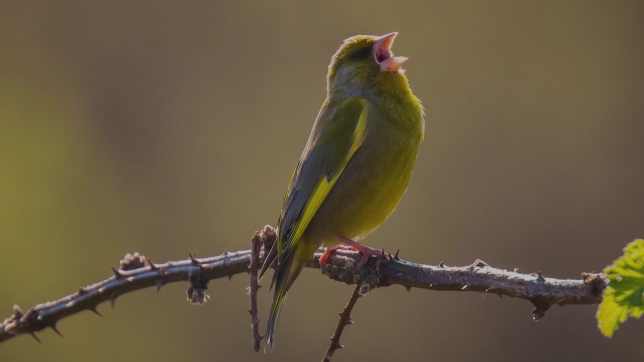The Greenfinch: Close Up HD Footage (Chloris chloris)