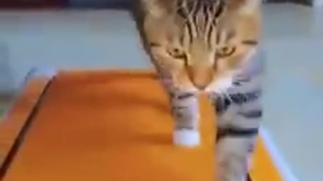 Funniest Animals 😺😻🐺🐹