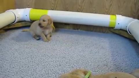 Howling golden retriever puppy