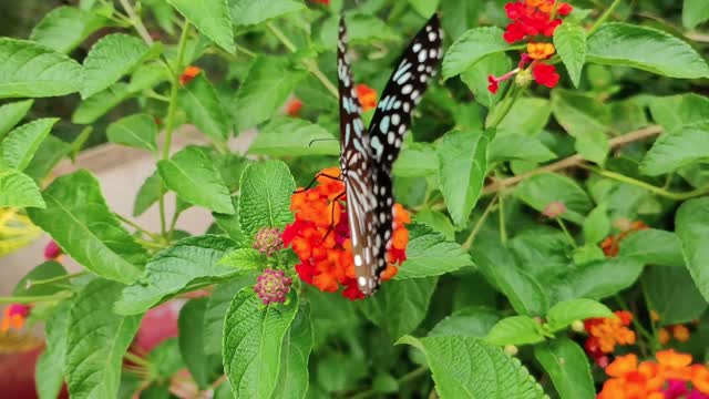 Butterfly play with flower