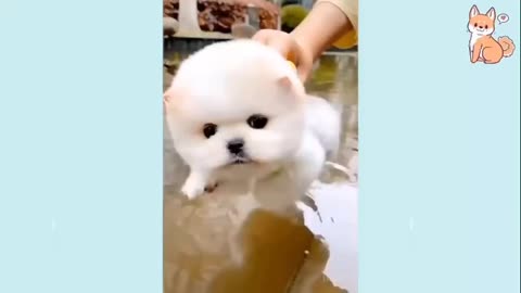 #Funny Dogs Compilation1