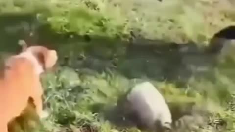 Tortuga asusta a caballo y perro 😂🐢