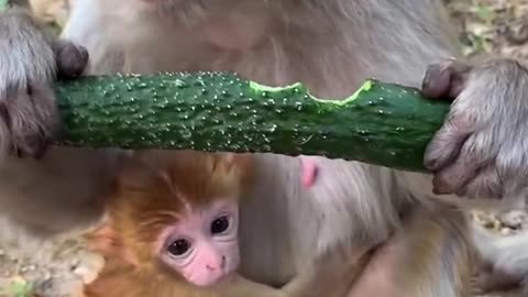 Cute Baby Monkey