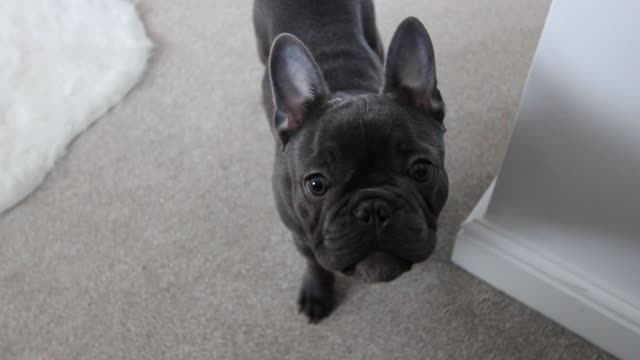 Cute Blue French Bulldog Puppy Barking!