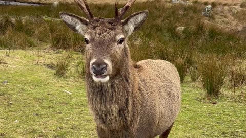 Hand-Feeding a Wild Deer in the Scottish Highlands