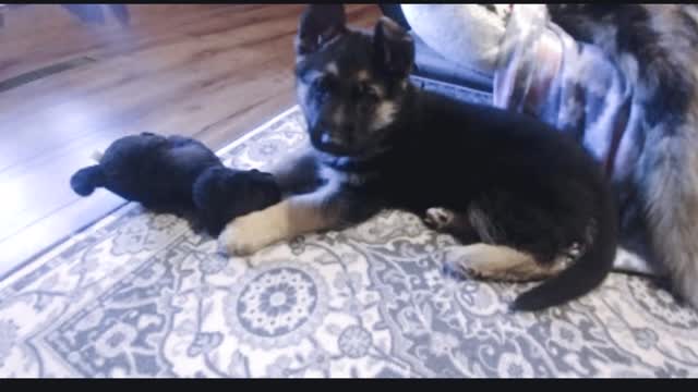 German Shepherd {DDR} Puppy from 8 wks to 14 wks transformation