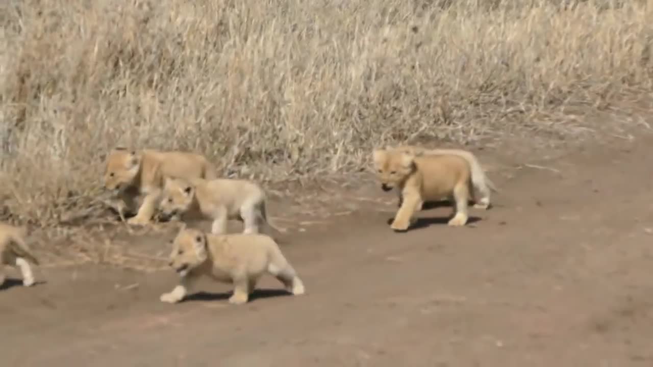 6 CUBS First Outdoor