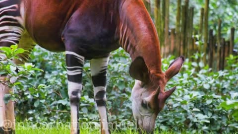 The Okapi: A Unique and Endangered Animal Found Only in the Democratic Republic of Congo