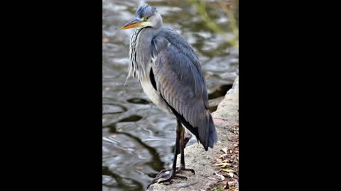 Grey Heron #2