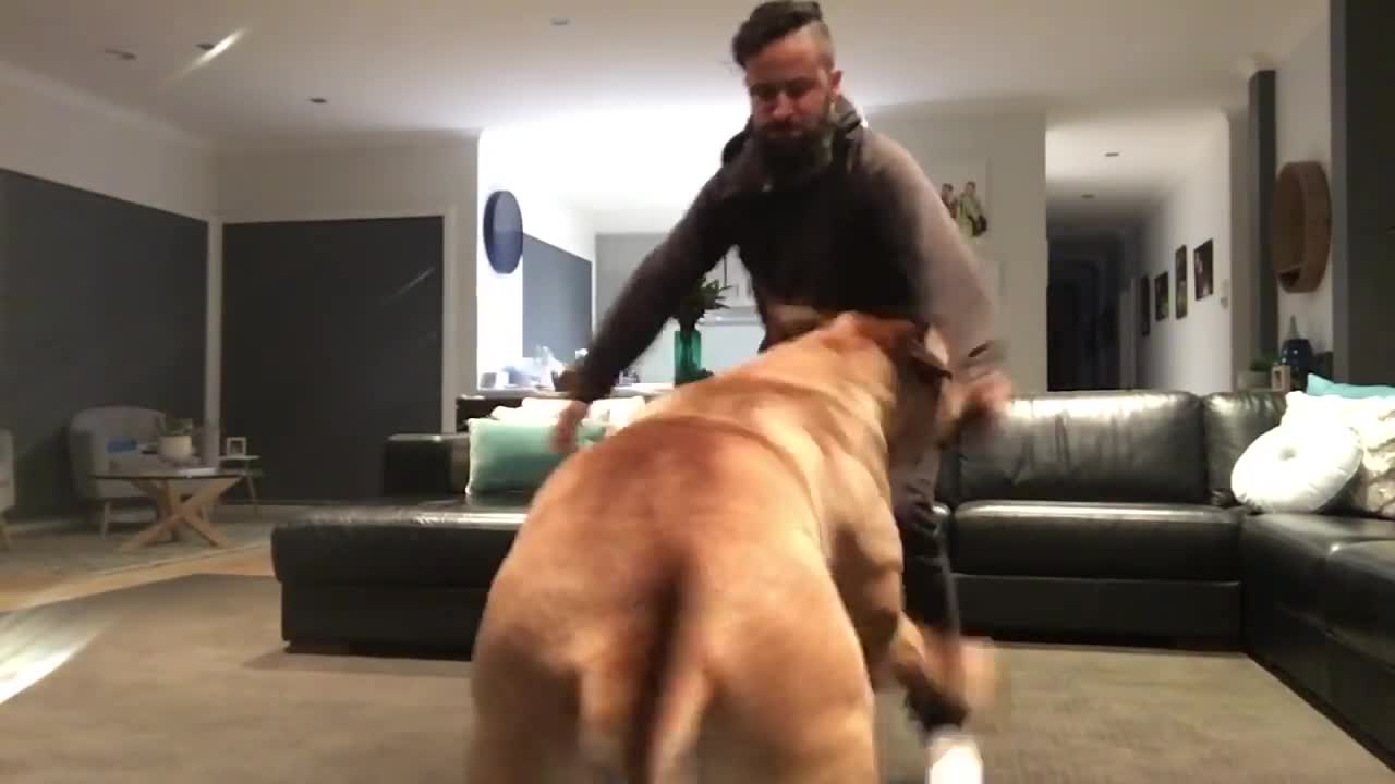 Big South African Mastiff wrestling owner