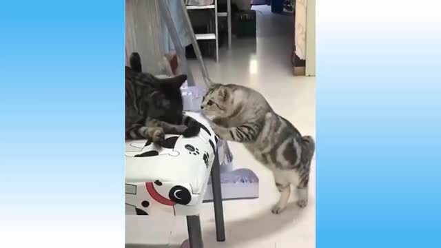 SEE HOW CATS TALK WITH EACH OTHER CAT TALKING