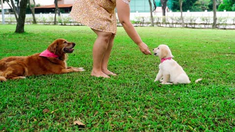 Girls and dog both play and enjoy