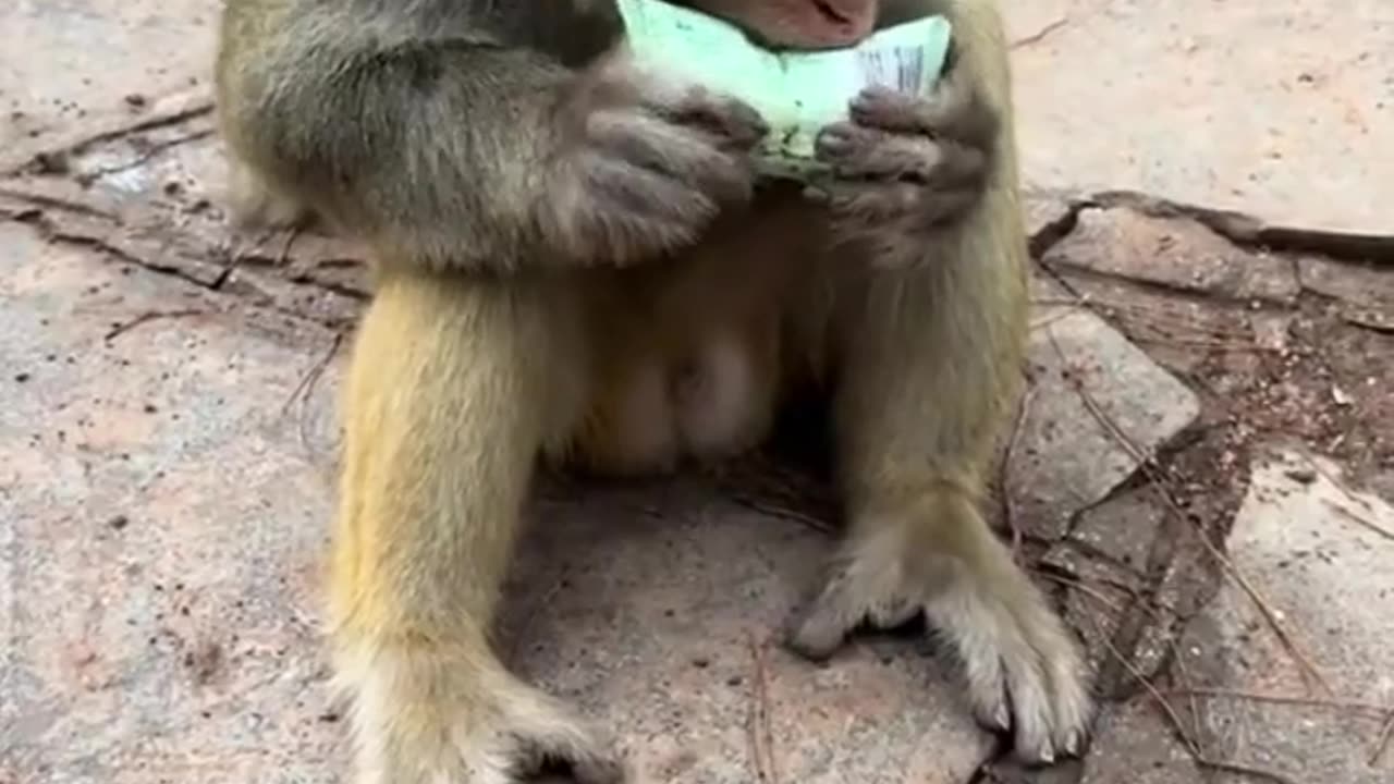 wise monkey high iq
