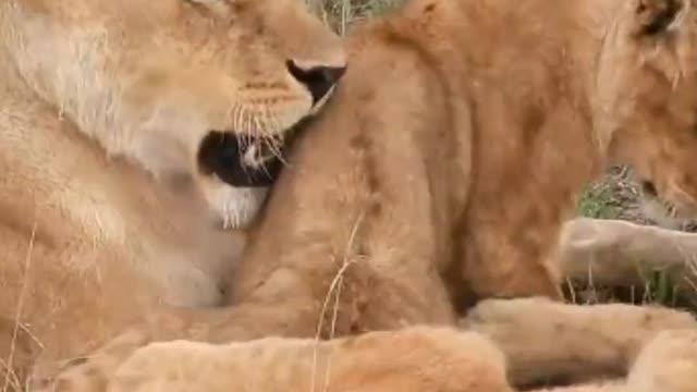 Lion would Animals | Lion and Lion Love❤❤❤❤❤❤