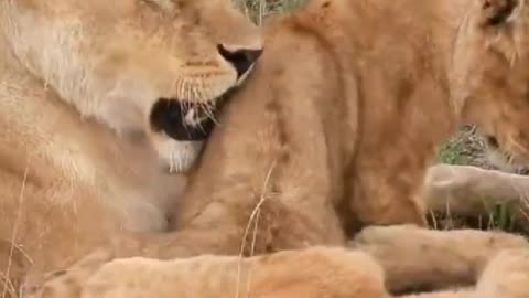 Lion would Animals | Lion and Lion Love❤❤❤❤❤❤