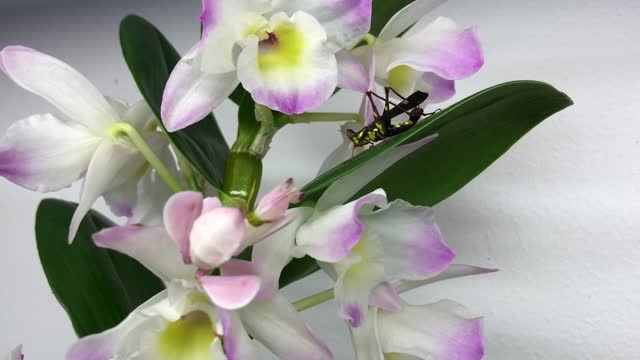 Orchid Catches an Insect