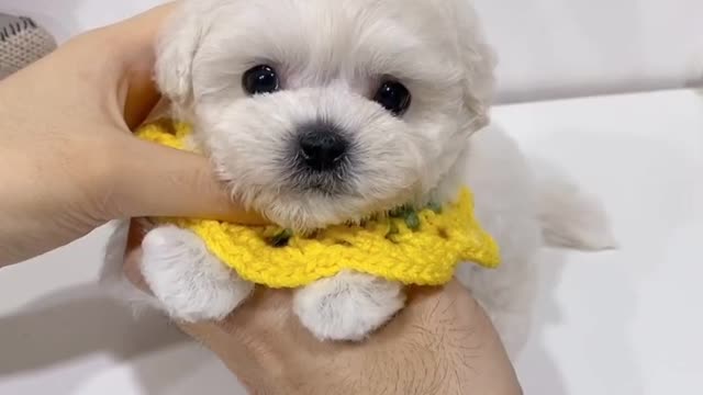 Cute puppy | sunflower like cute puppy