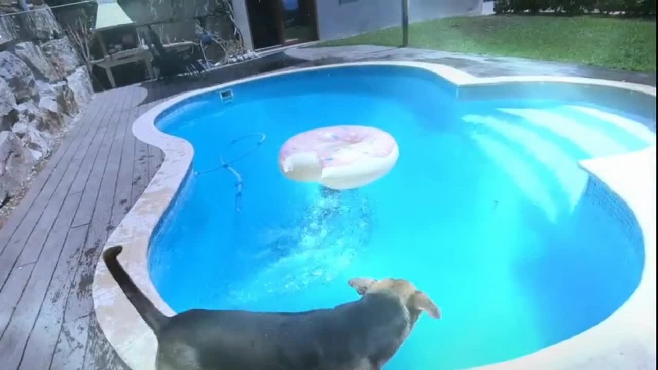 Dog Mom teaches a puppy to swim #shorts